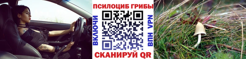 Псилоцибиновые грибы Psilocybine cubensis  Буйнакск 