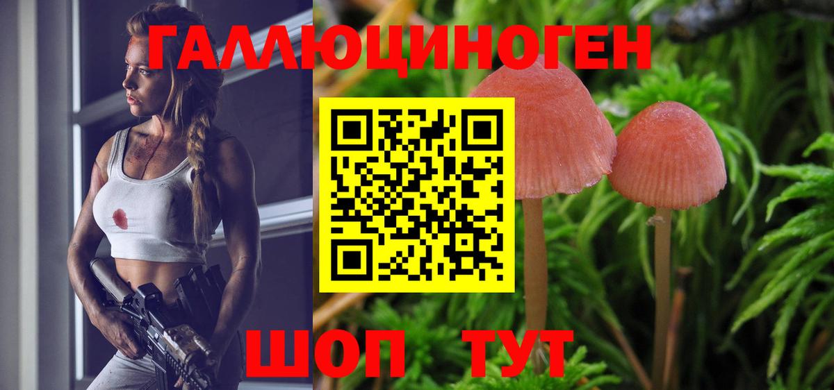 Буйнакск  Псилоцибиновые грибы Psilocybine cubensis  Вход с VPN 